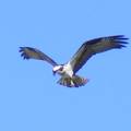 Osprey questionDSCF4675.jpg