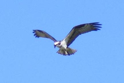 Osprey questionDSCF4675