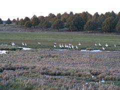 Pelicans Galore