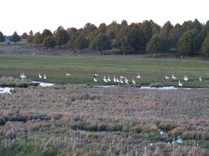 Pelicans Galore