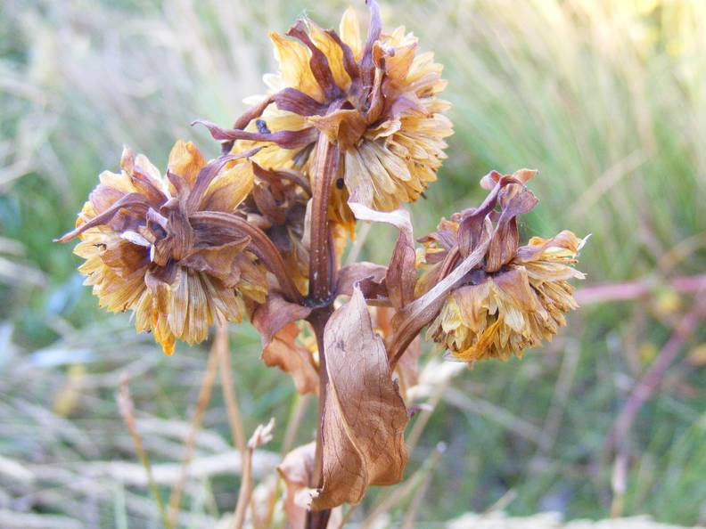 Stickery Flower