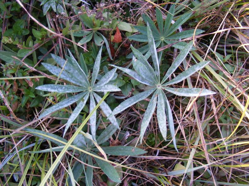 Wetland Plant.jpg