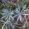 Wetland Plant