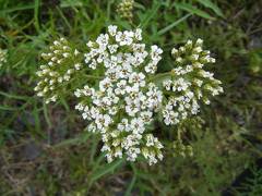 White Flowers