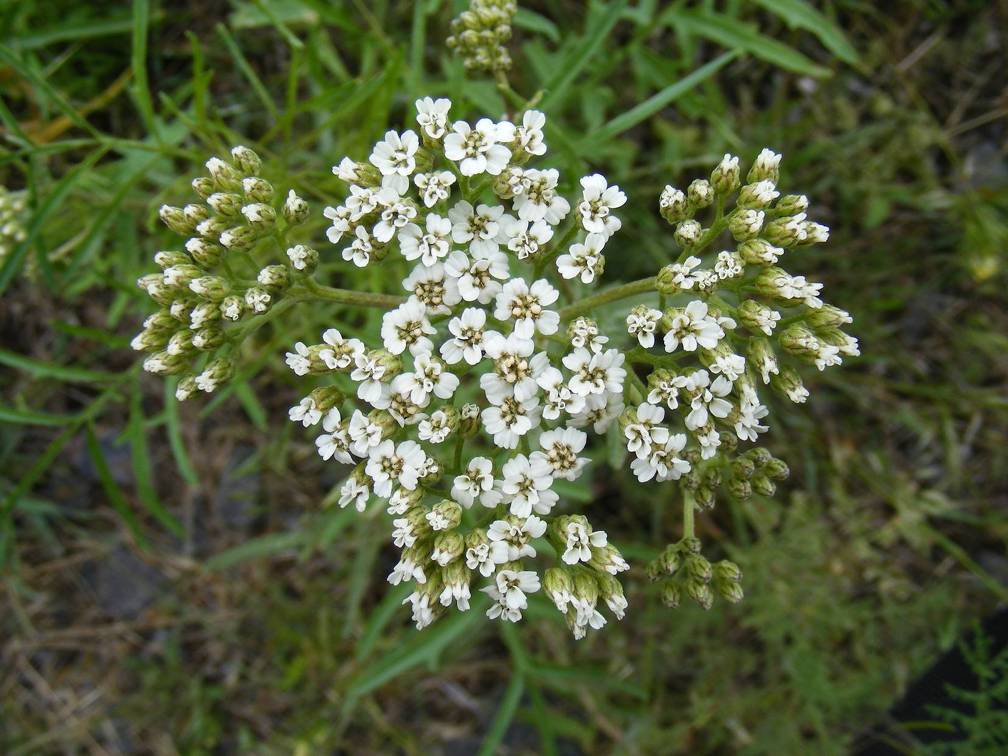 White Flowers