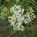 White Flowers