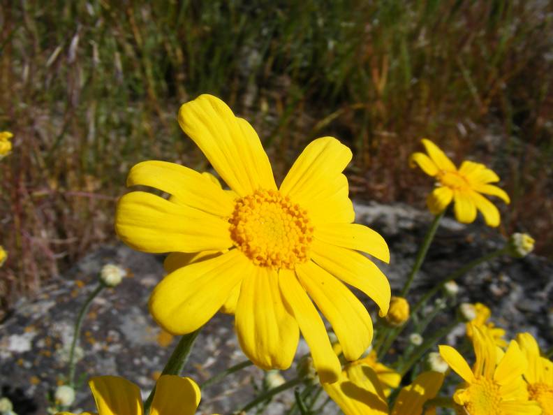 Yellow Flowers.jpg