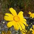 Yellow Flowers