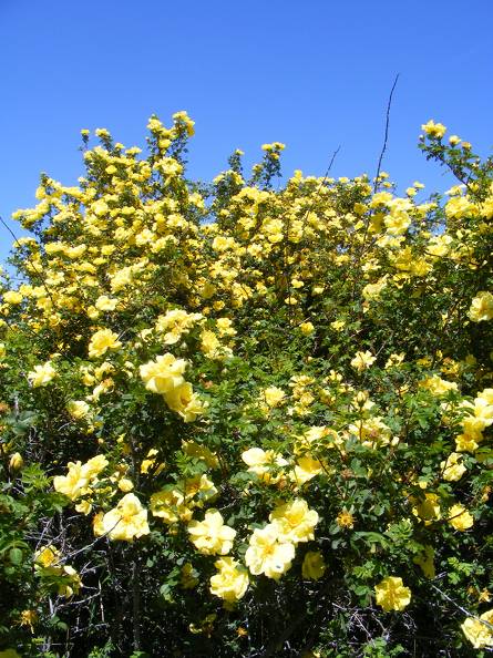 Yellow Rose of Oregon