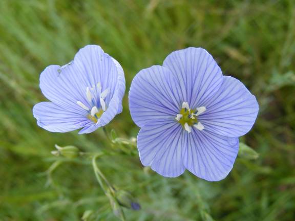 Blue Flowers