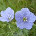 Blue Flowers