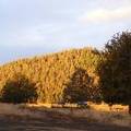 Bug butte in early morning