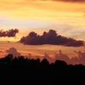 Clouds or Trees.jpg