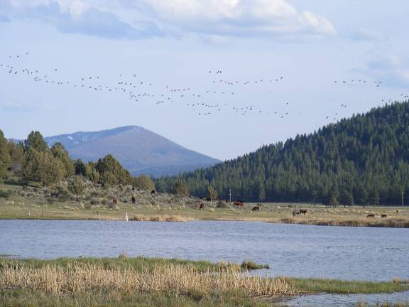 Water, mountains, trees, cows, wildlife, scenery, etc.