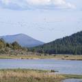 Water, mountains, trees, cows, wildlife, scenery, etc.