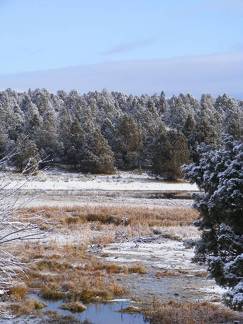 Frosty Fall