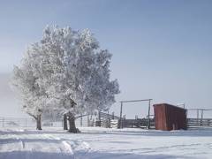 Frosty morning