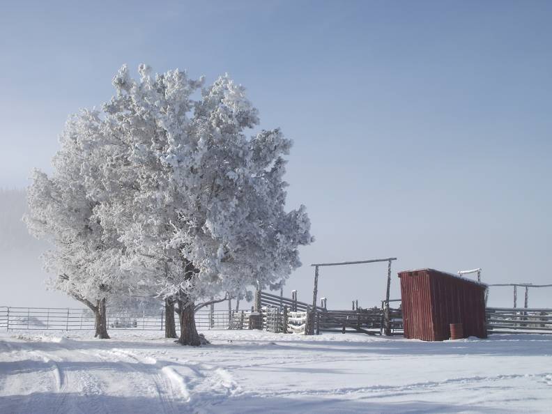 Frosty morning.jpg