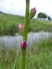 Pink Flowers