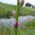 Pink Flowers