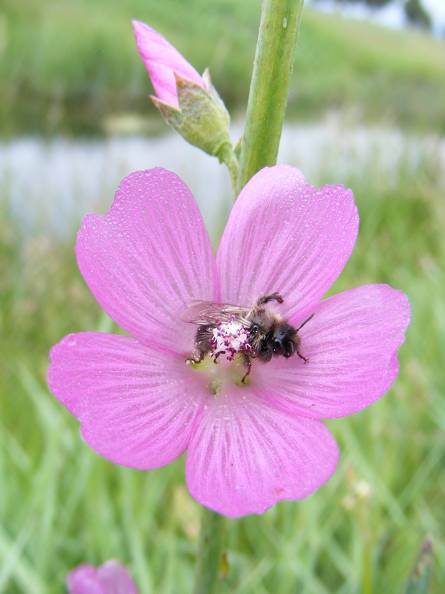 Pollinating a Pink Flower.jpg