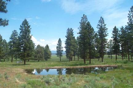 pond lower view