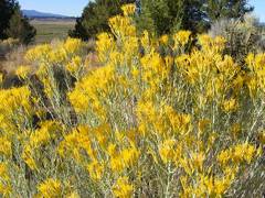 Rabbit Brush