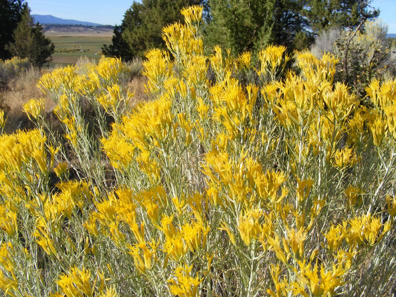 Rabbit Brush.jpg