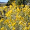 Rabbit Brush.jpg