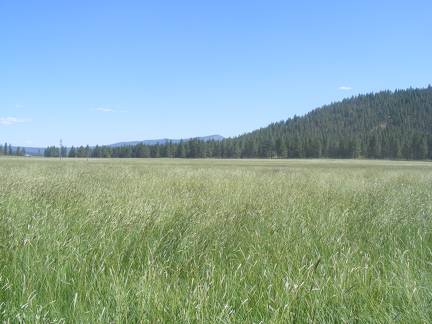 Ready to Make Hay