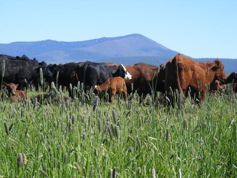 Scenery_ Cows_ Grass.jpg