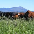 Scenery  Cows  Grass