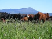 Scenery  Cows  Grass