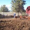 Sorting calves