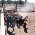 Susan moving calves in corral