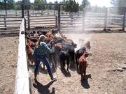 Susan moving calves in corral