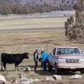 Weighing a new born calf