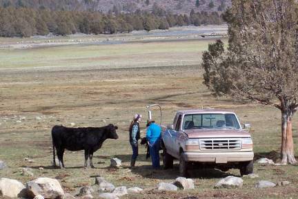 Weighing a new born calf