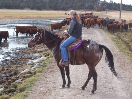 moving cows