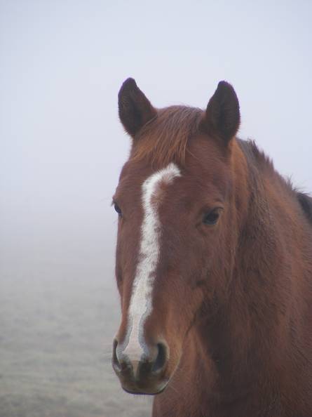 Bucko bust in fog.jpg