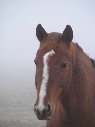 Bucko bust in fog