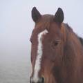 Bucko bust in fog