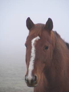 Bucko bust in fog