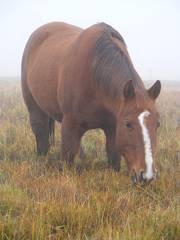 Bucko in fog