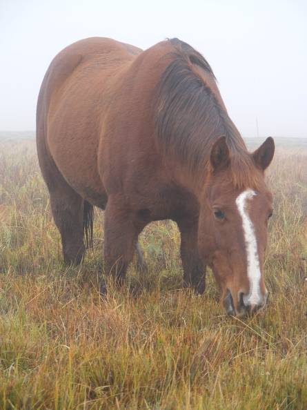 Bucko in fog.jpg