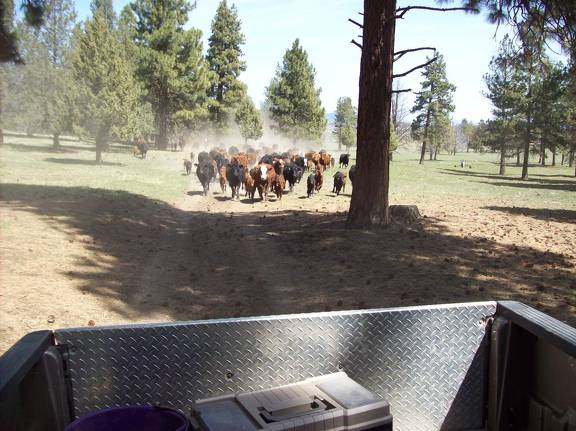 Cattle drive  2 