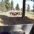 Cattle drive  2 
