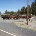 Cattle drive  3 