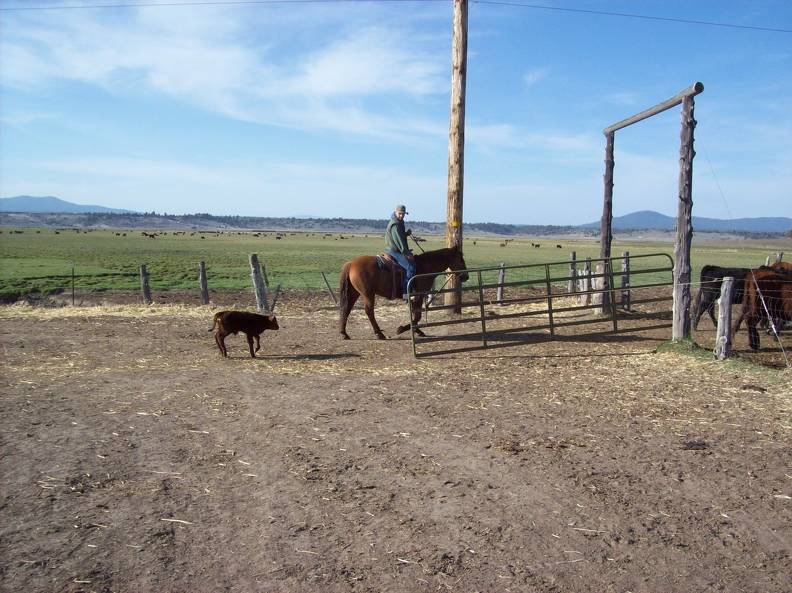 Cattle drive calf following Brandan.jpg