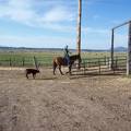 Cattle drive calf following Brandan